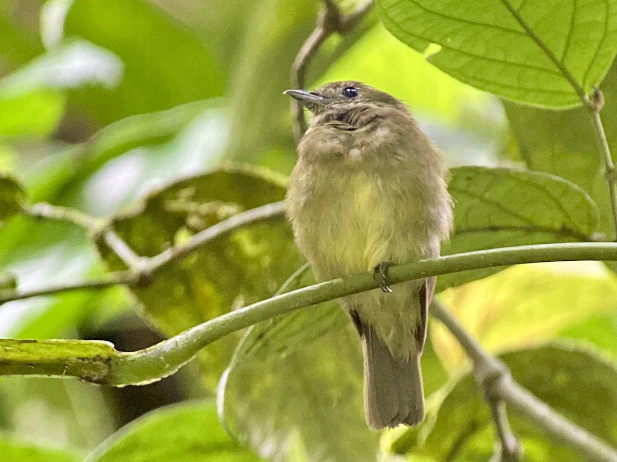 chocomanakin - ML458082441