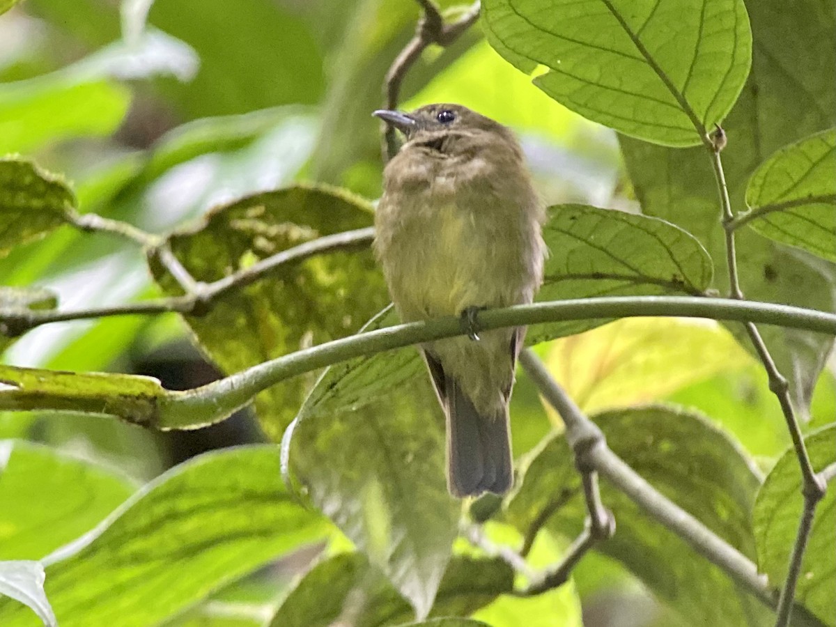 chocomanakin - ML458082451