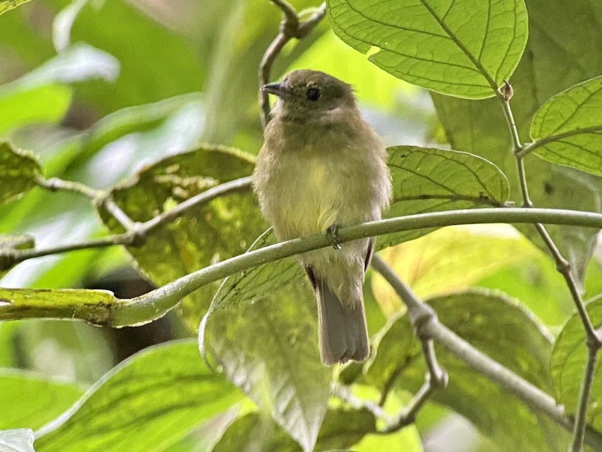 chocomanakin - ML458082461