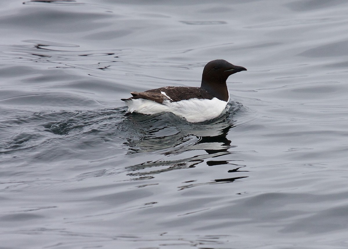 Thick-billed Murre - ML45808261
