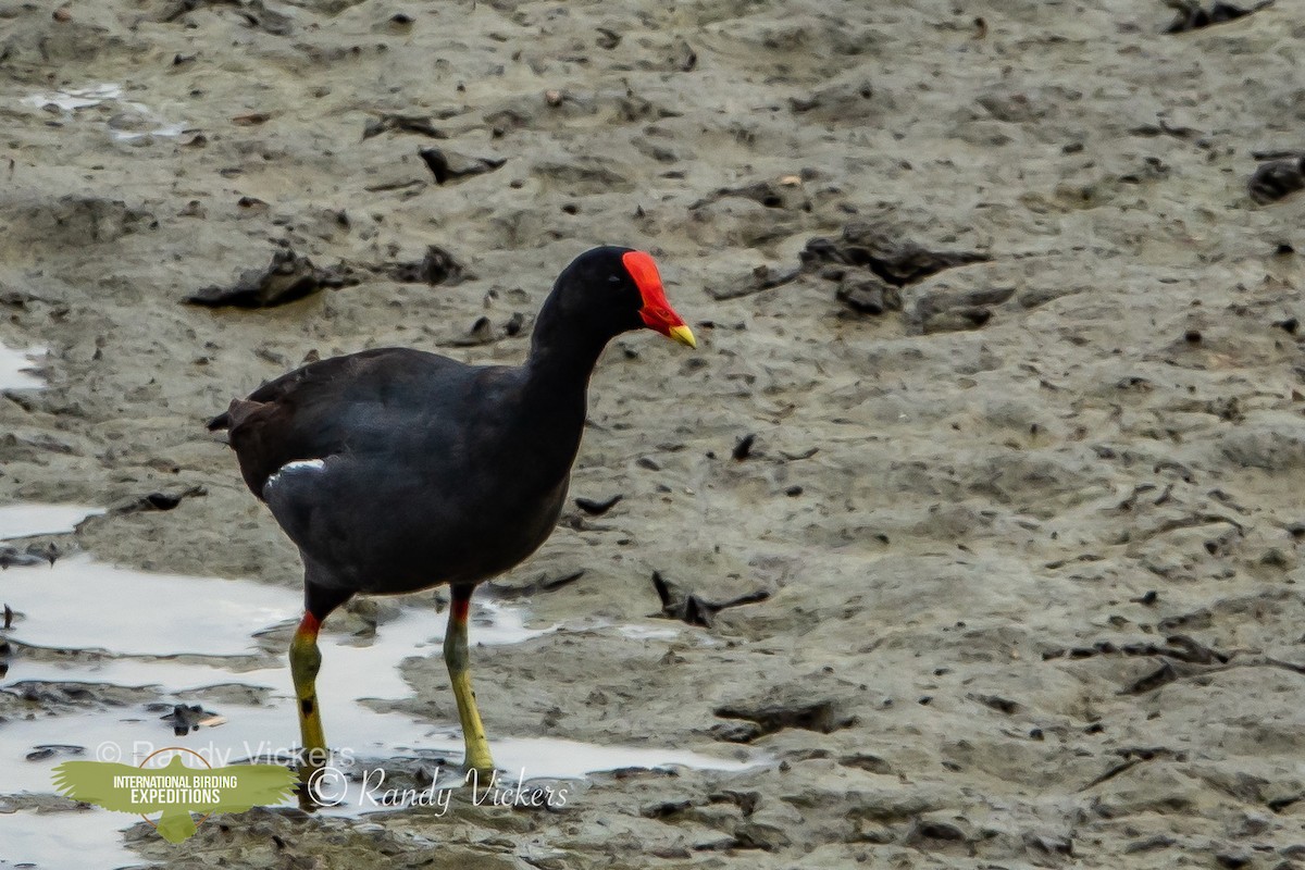 Common Gallinule - Randy Vickers