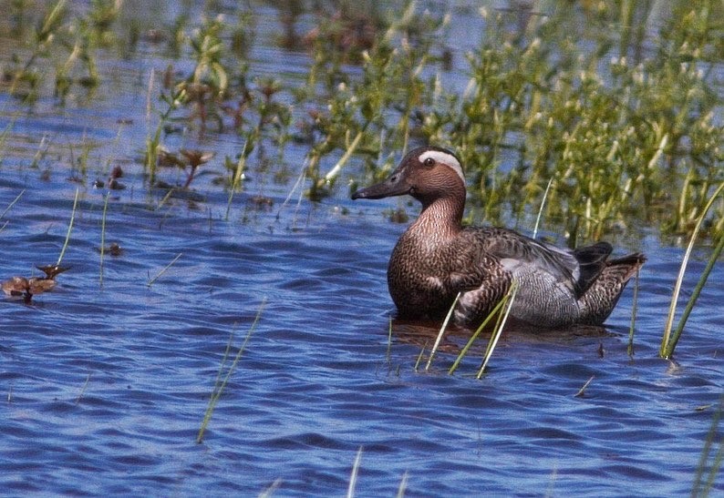 Garganey - ML458082901