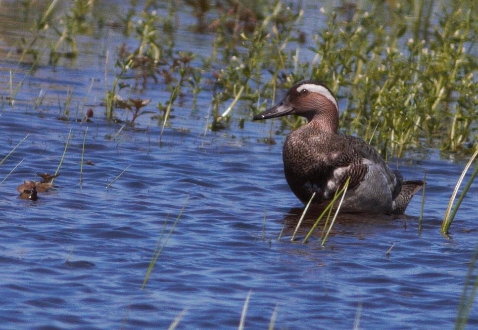 Garganey - ML458082911