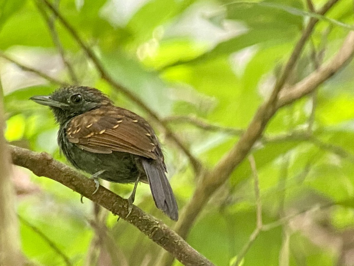 jernmaurvarsler - ML458083541