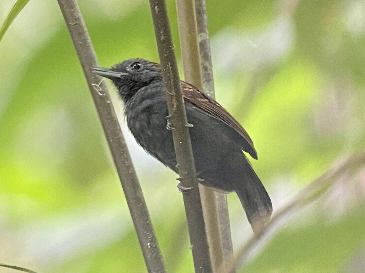 jernmaurvarsler - ML458083551