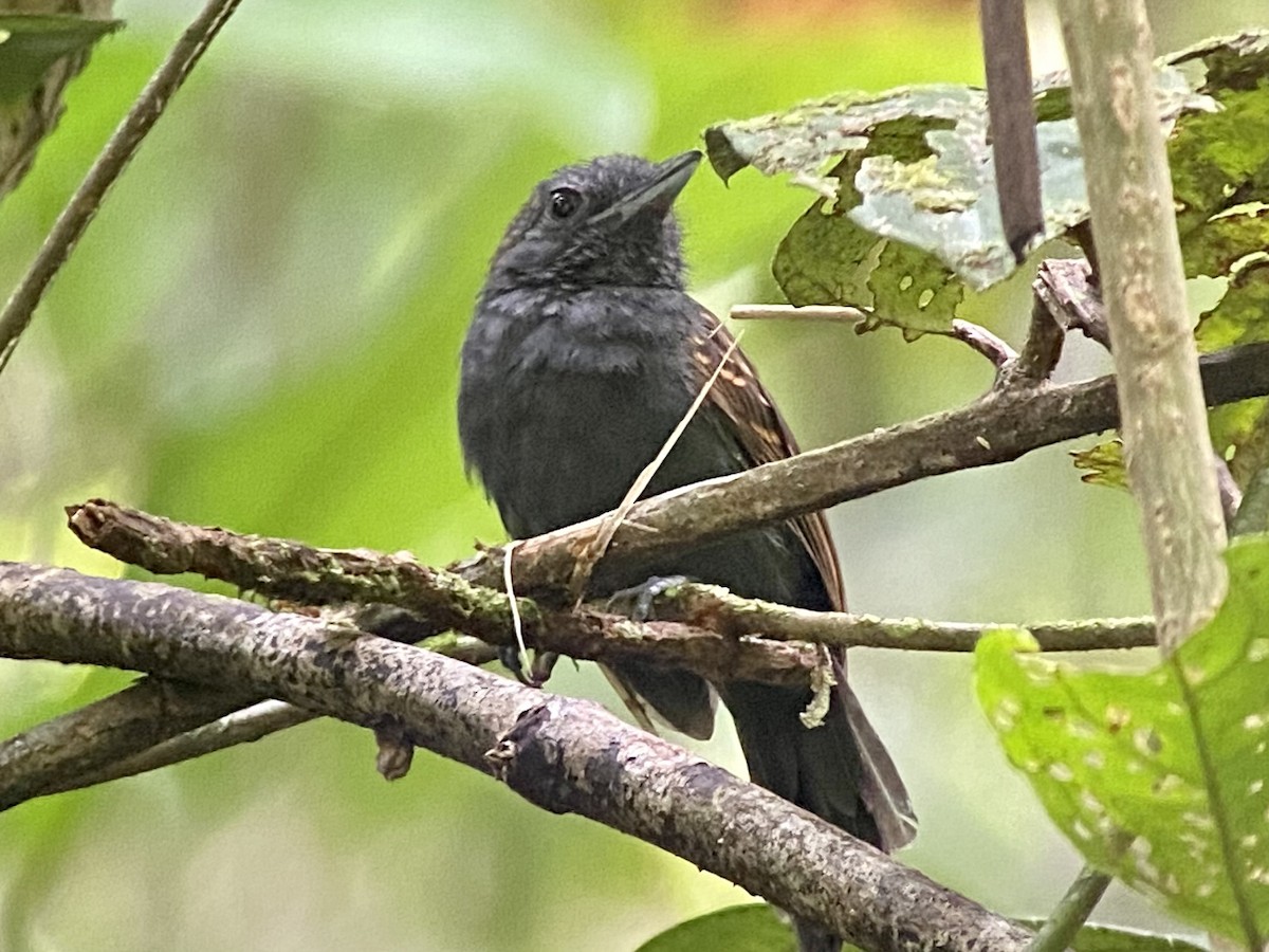 Spiny-faced Antshrike - ML458083561