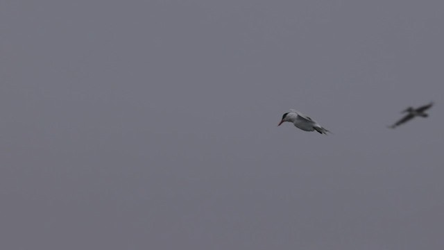 Caspian Tern - ML458083591