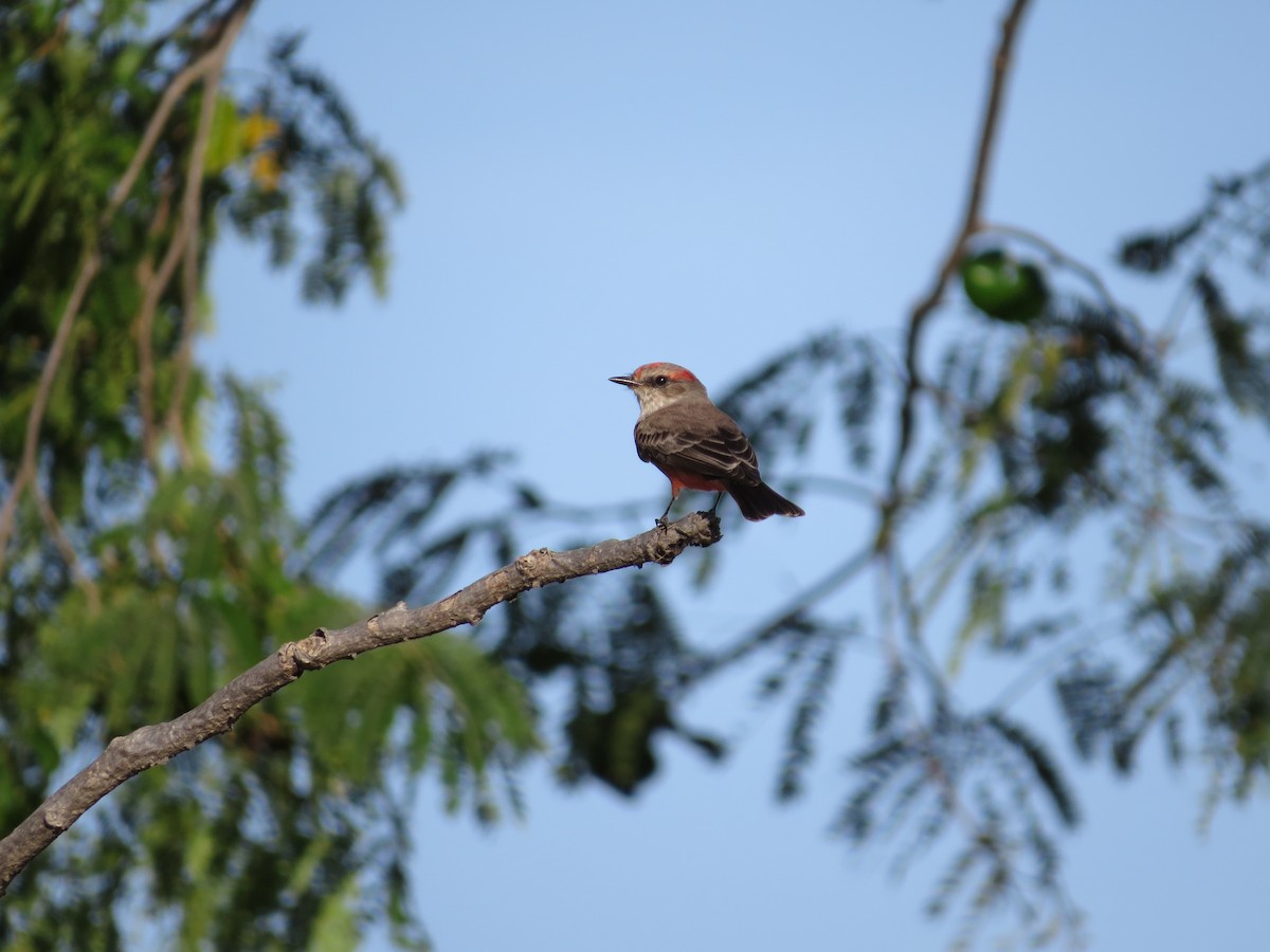 Vermilion Flycatcher - Oveth Fuentes