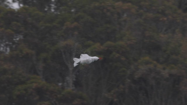 Caspian Tern - ML458084121