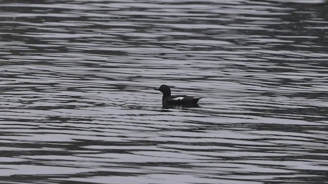 Pigeon Guillemot - ML458084131