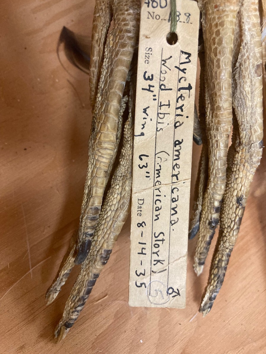 Tantalo amerikarra - ML458084401