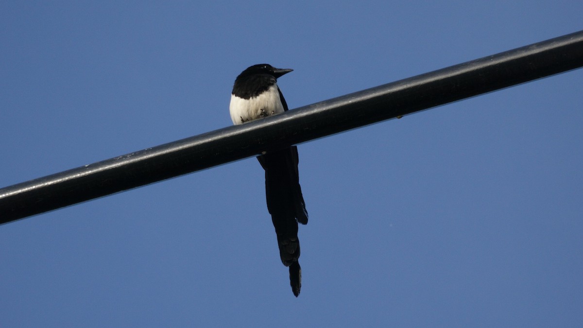 Black-billed Magpie - ML458085361