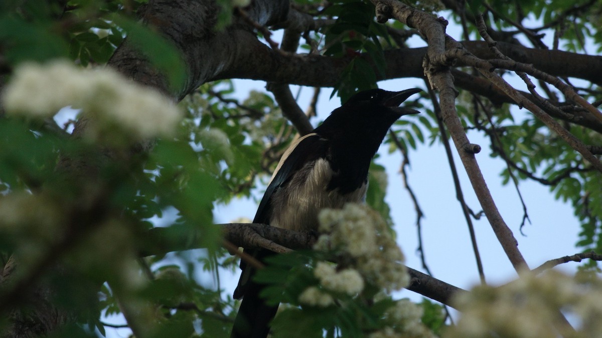 Black-billed Magpie - ML458085401