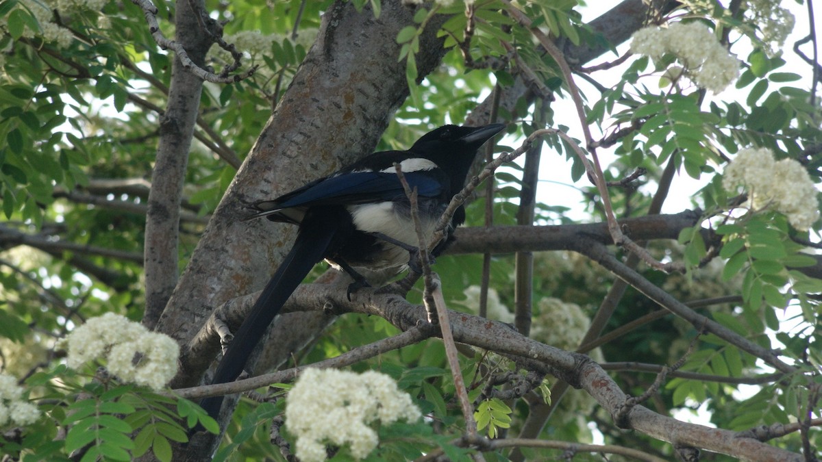 Black-billed Magpie - ML458085411