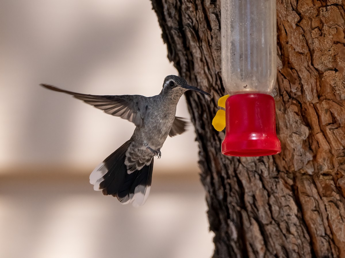 Blue-throated Mountain-gem - Sheila Ellwood