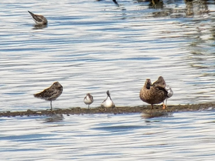 Phalarope de Wilson - ML458089431