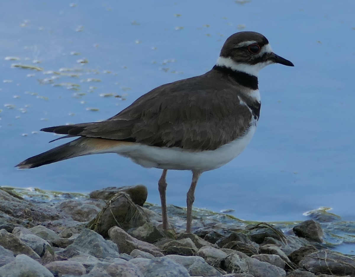 Killdeer - ML458090501