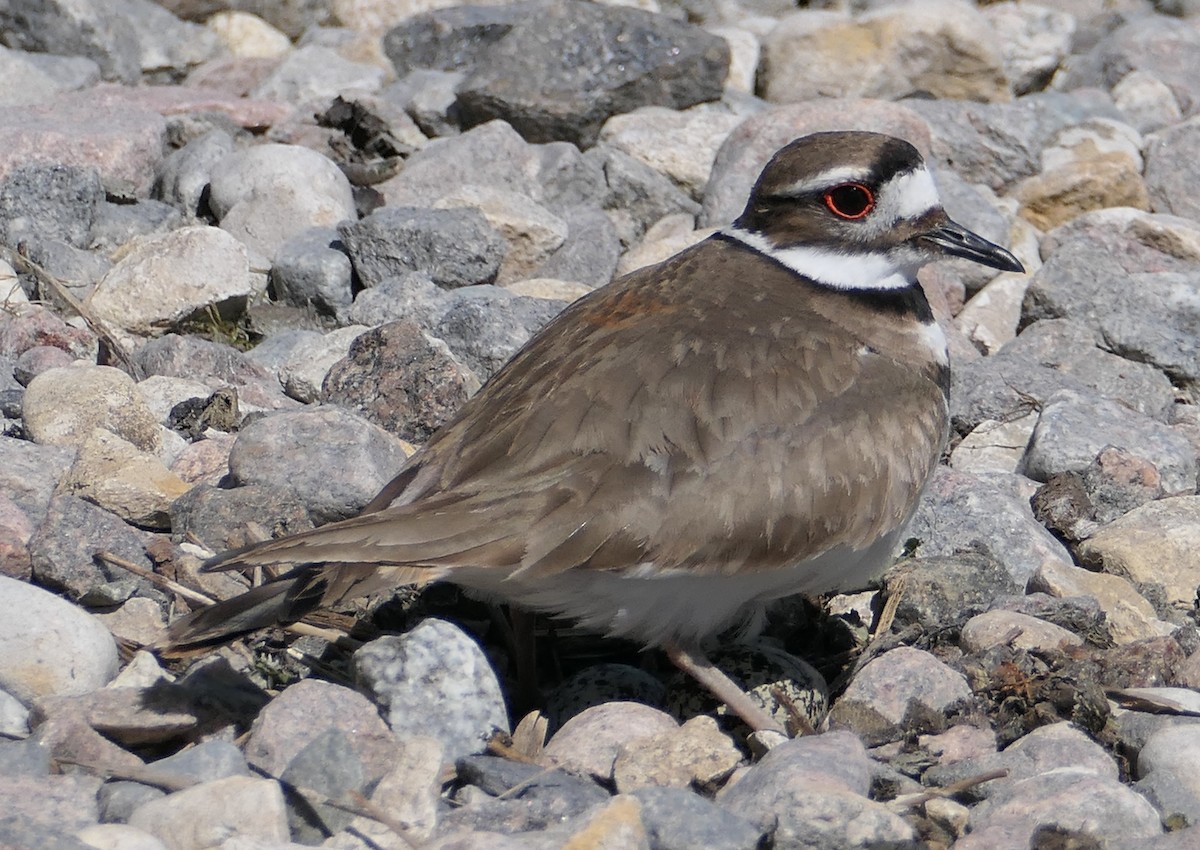 Killdeer - ML458090521