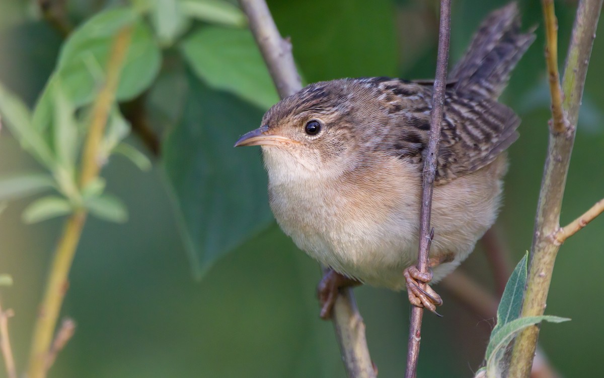 Sedge Wren - Arthur Mercado