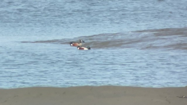 Blue-winged Teal x Northern Shoveler (hybrid) - ML458091761
