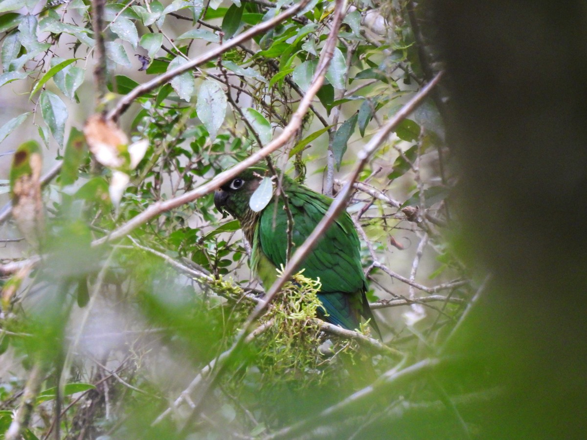 Maroon-bellied Parakeet (Green-tailed) - Leandro Corrêa