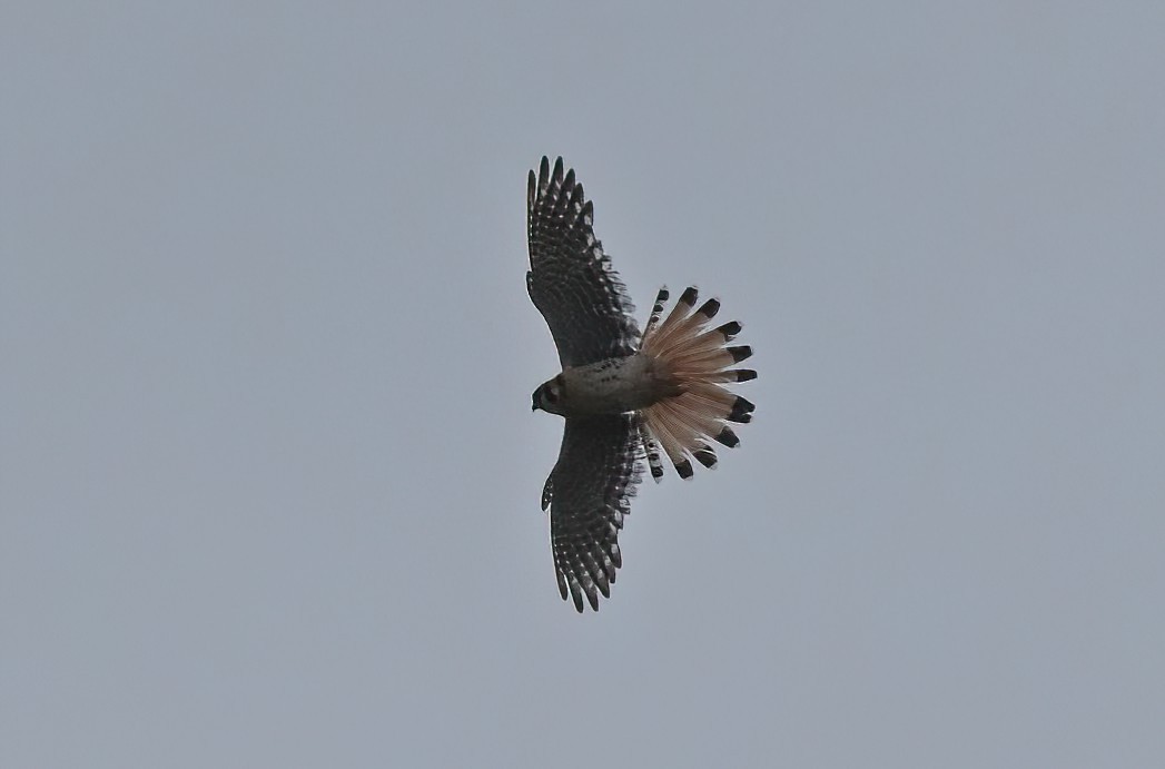 American Kestrel - ML458093291