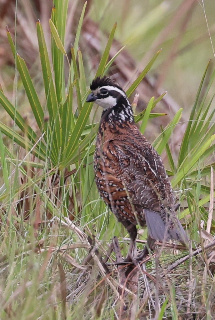 Northern Bobwhite - Stella M