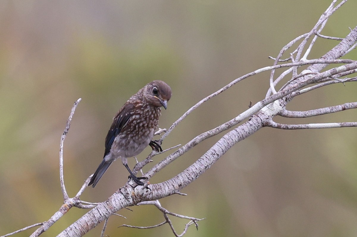 Eastern Bluebird - Stella M