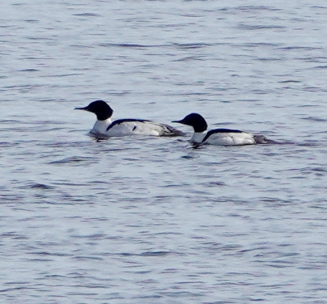 Common Merganser - Kathleen Horn