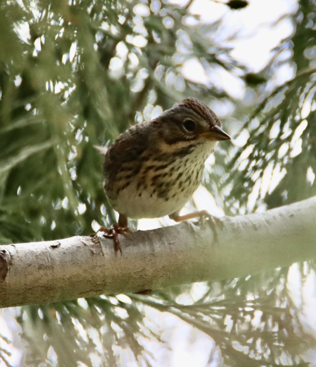 Lincoln's Sparrow - ML458096701