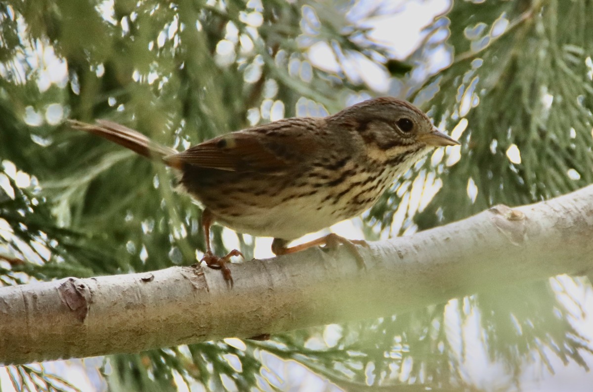 Lincoln's Sparrow - ML458096751