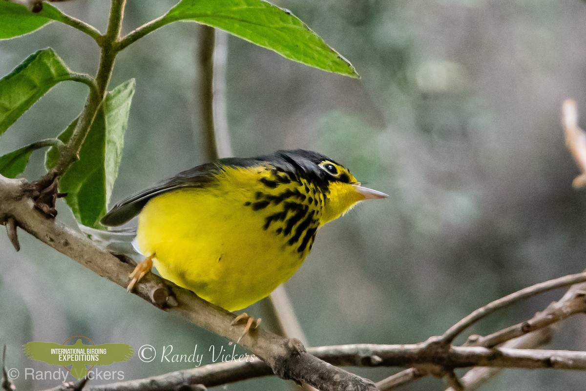 Canada Warbler - Randy Vickers