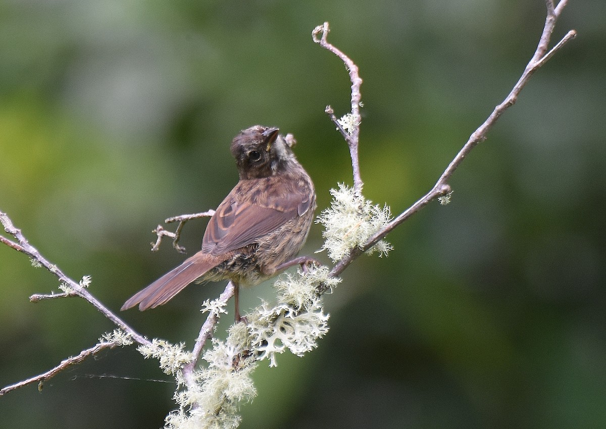 Song Sparrow - ML458097421