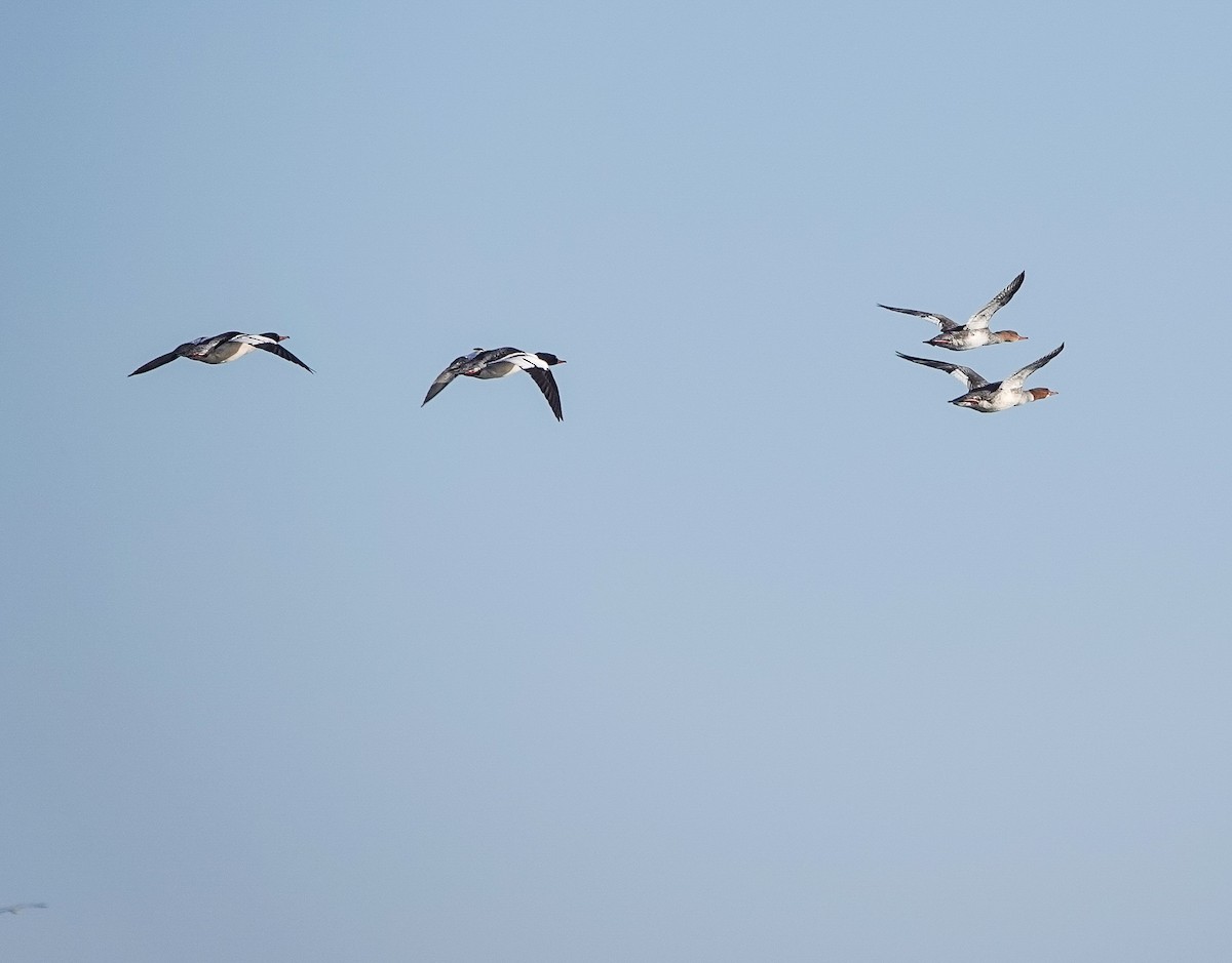 Common Merganser - Kathleen Horn