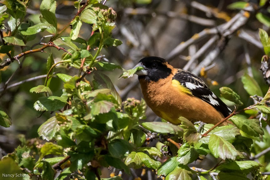 Black-headed Grosbeak - Gretchen Knipshild