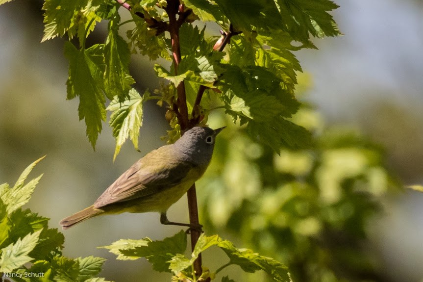 Nashville Warbler - Gretchen Knipshild