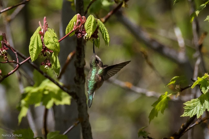 Calliope Hummingbird - Gretchen Knipshild