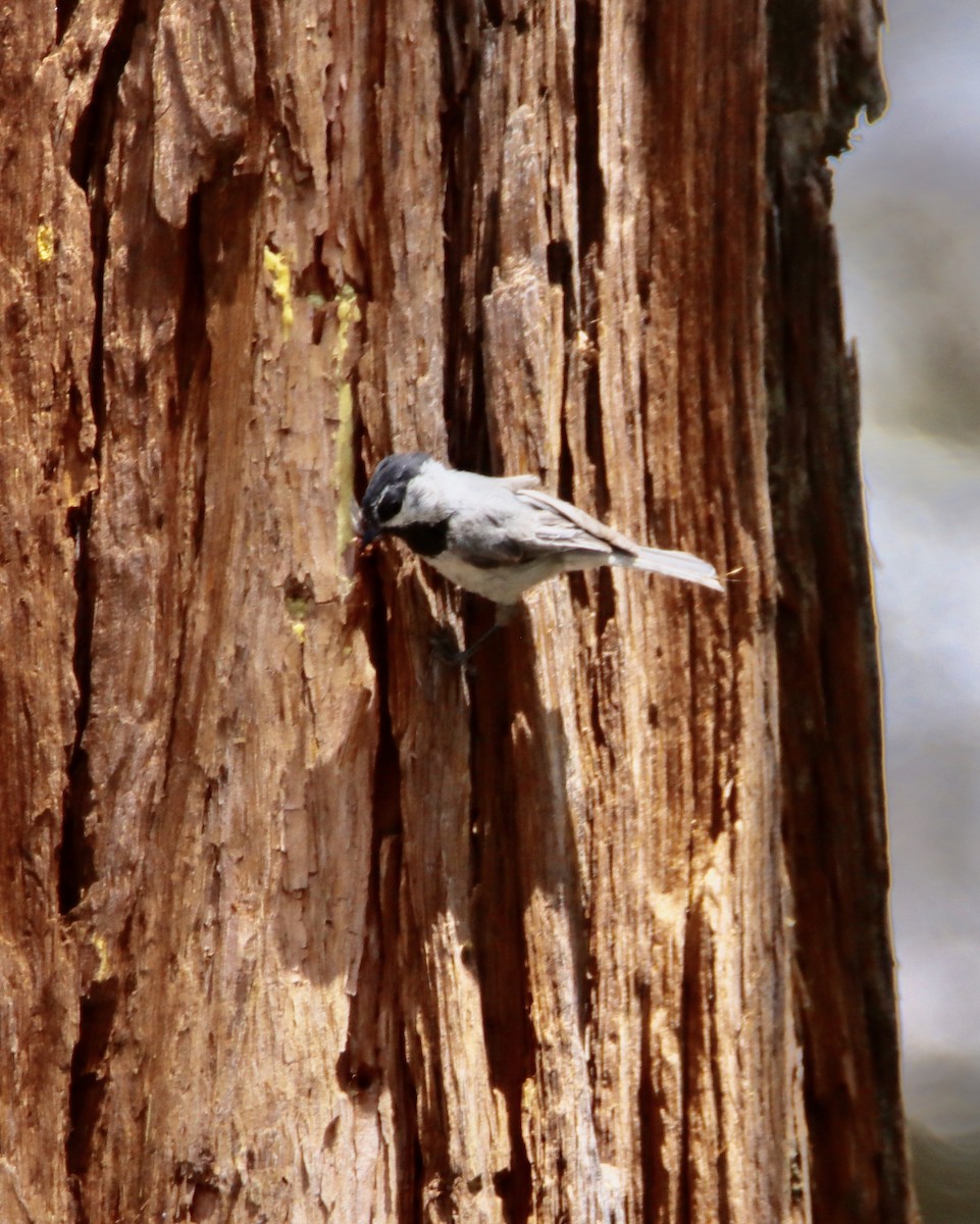 Mountain Chickadee - Butch Carter