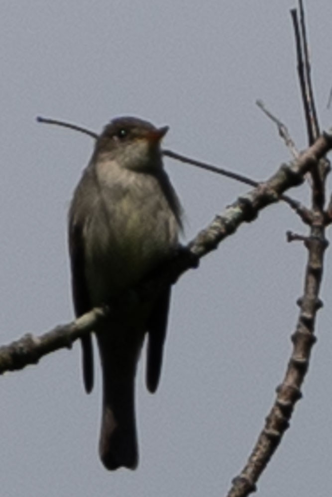 Eastern Wood-Pewee - ML458099291