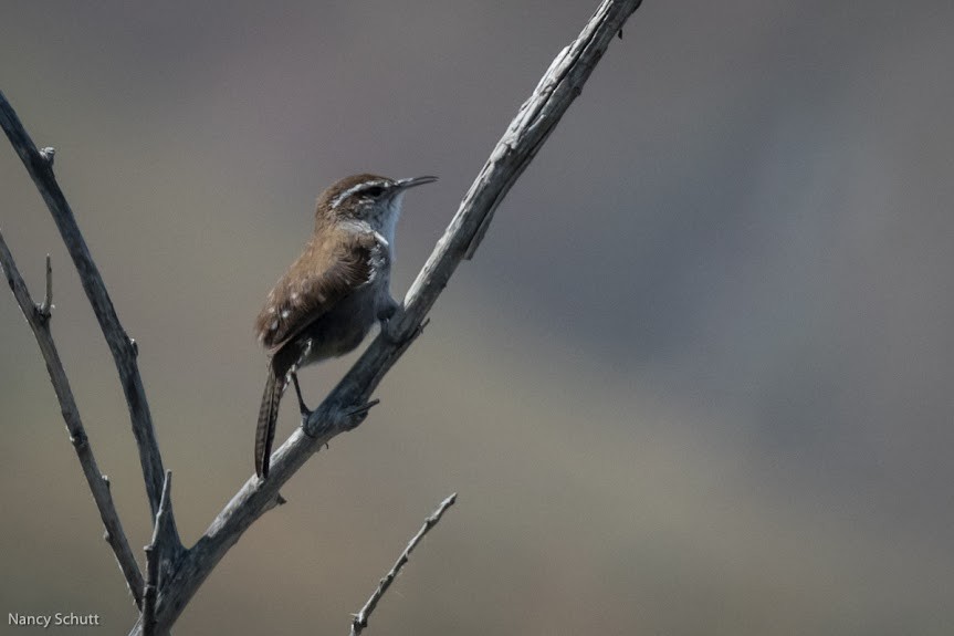 Bewick's Wren - ML458099781