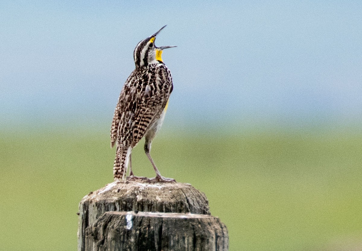 Western Meadowlark - Dennis Endicott