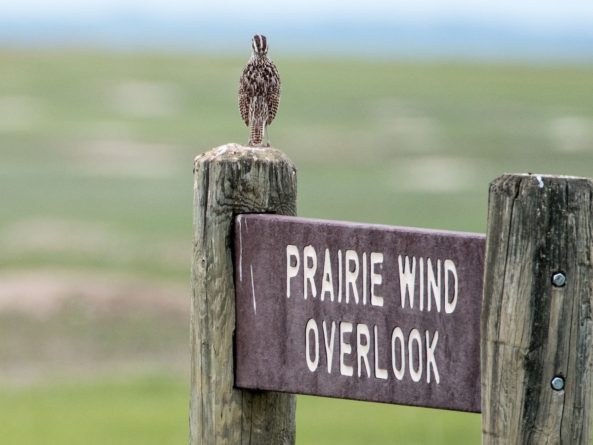 Western Meadowlark - ML458100081