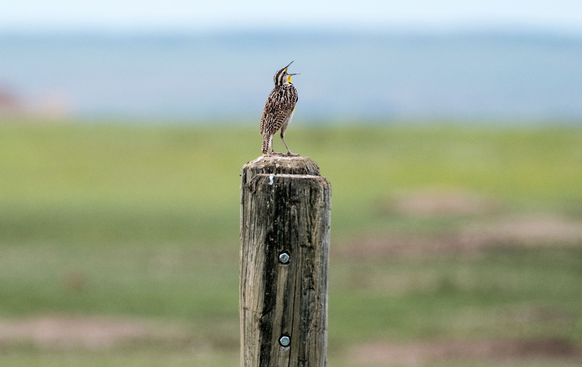 Western Meadowlark - Dennis Endicott