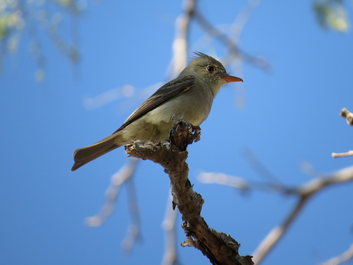 Moucherolle de Coues - ML45810131