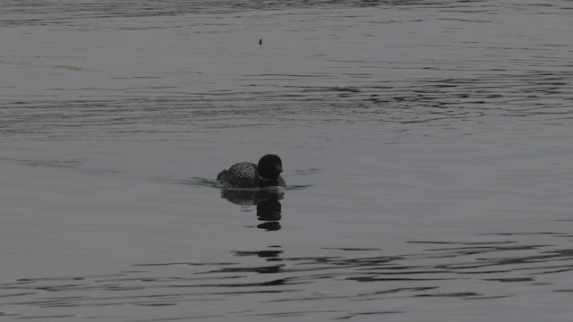 Common Loon - ML458101821