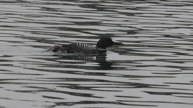 Common Loon - ML458101941