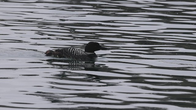 Common Loon - ML458102011