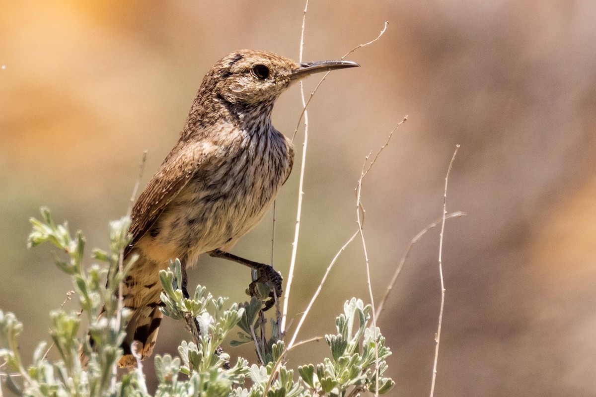 Rock Wren - ML458102611