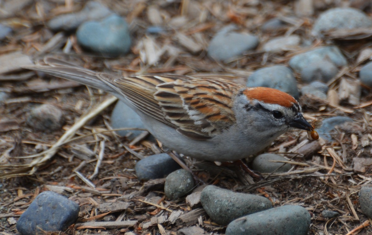 Chipping Sparrow - ML458103091