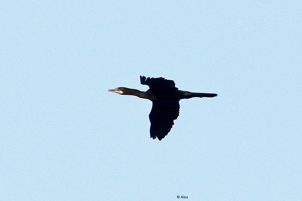Great Cormorant - ML458103111